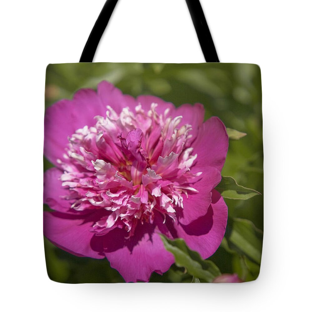 Jenny Rainbow Fine Art Photography Tote Bag featuring the photograph Paeonia Lactiflora Orpen by Jenny Rainbow