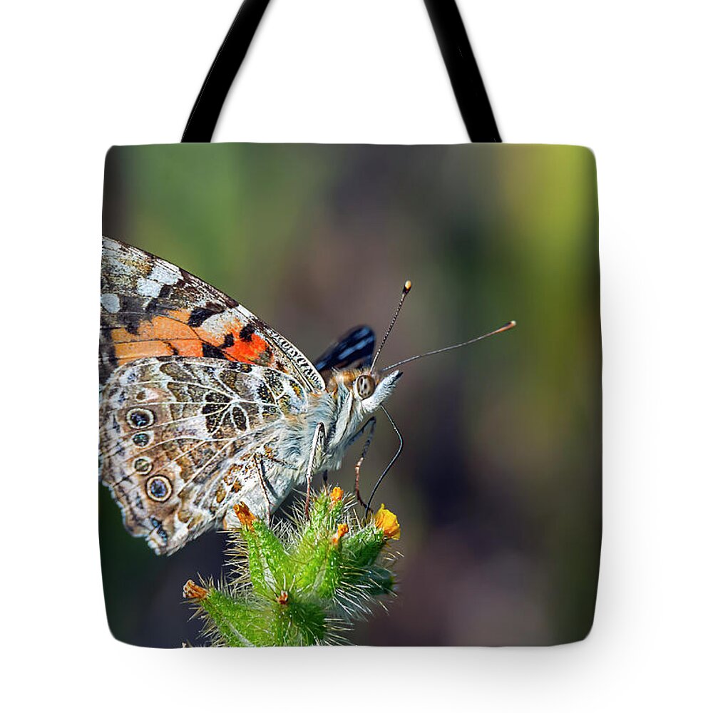 Butterfly Tote Bag featuring the photograph Painted Lady Butterfly by Rick Mosher