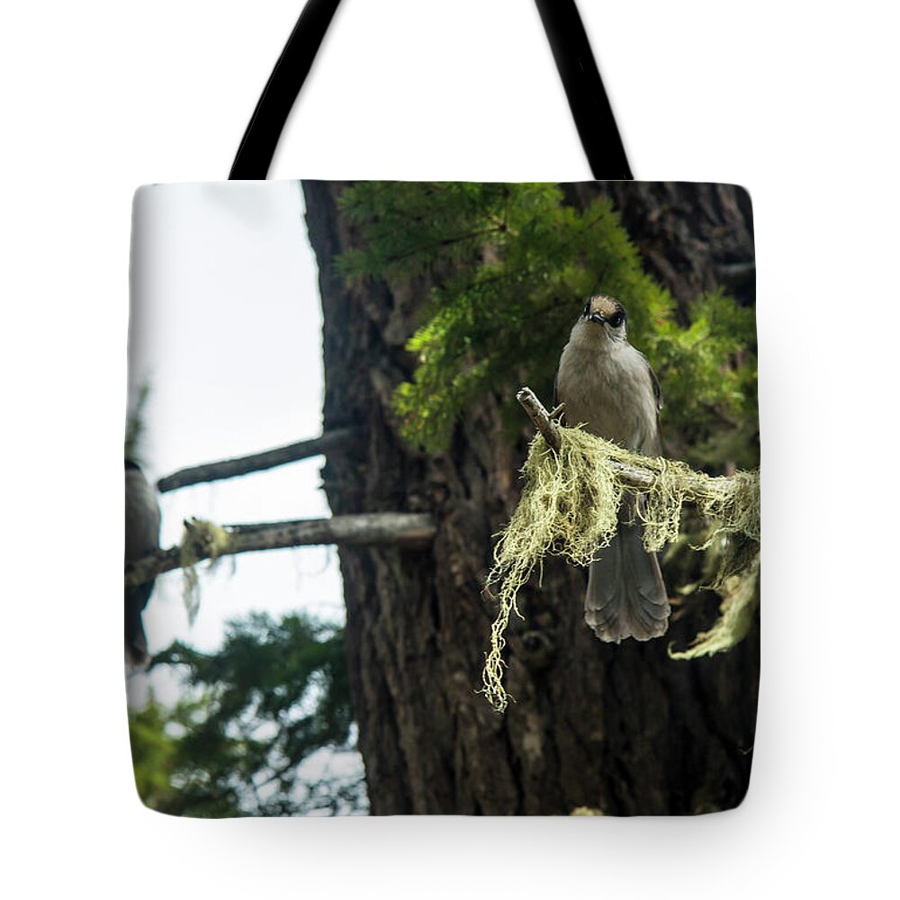 Mt Rainier National Park Tote Bag featuring the photograph Pair of Gray Jays by Doug Scrima