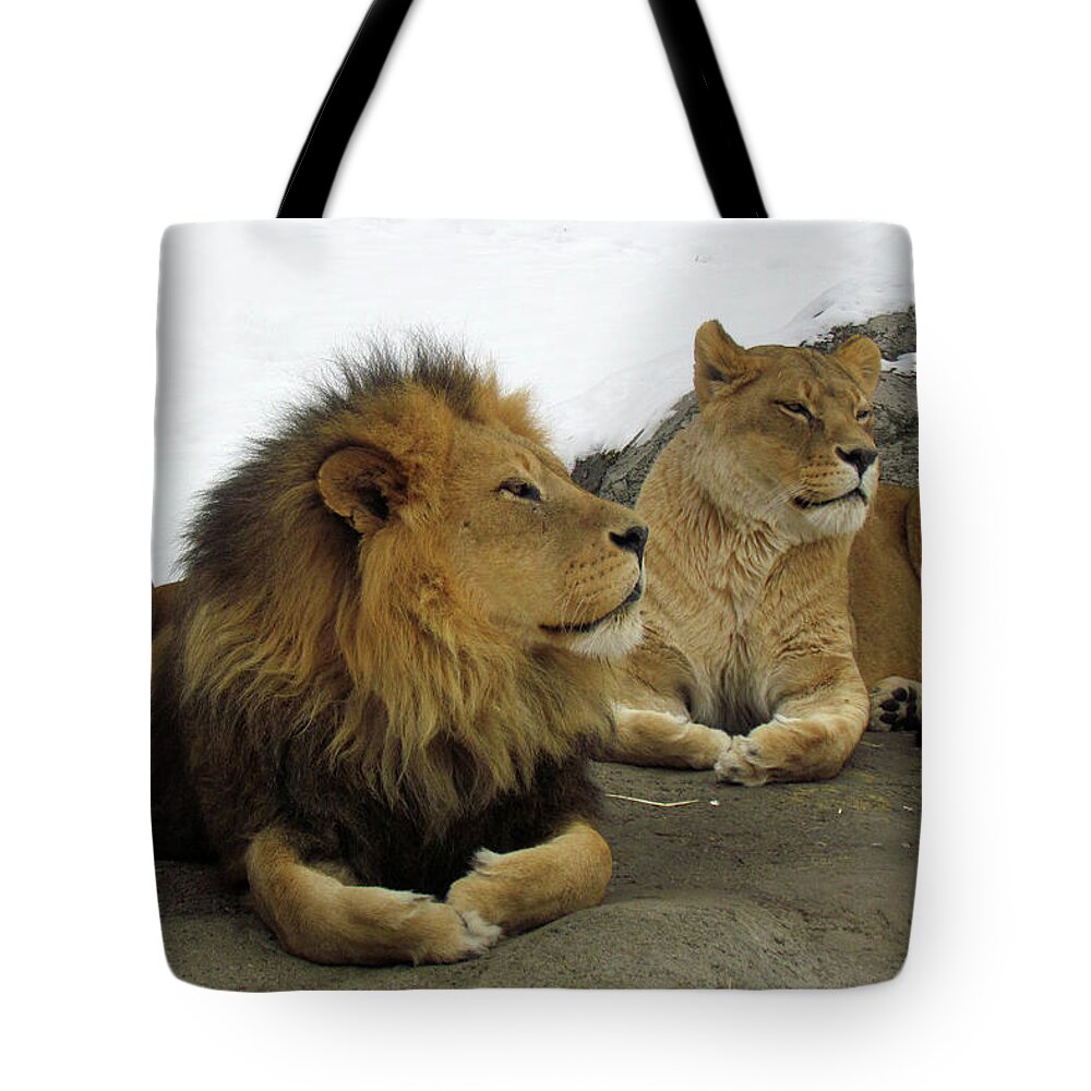 Animal Themes Tote Bag featuring the photograph Pair Of Lions by Images By Nancy Chow