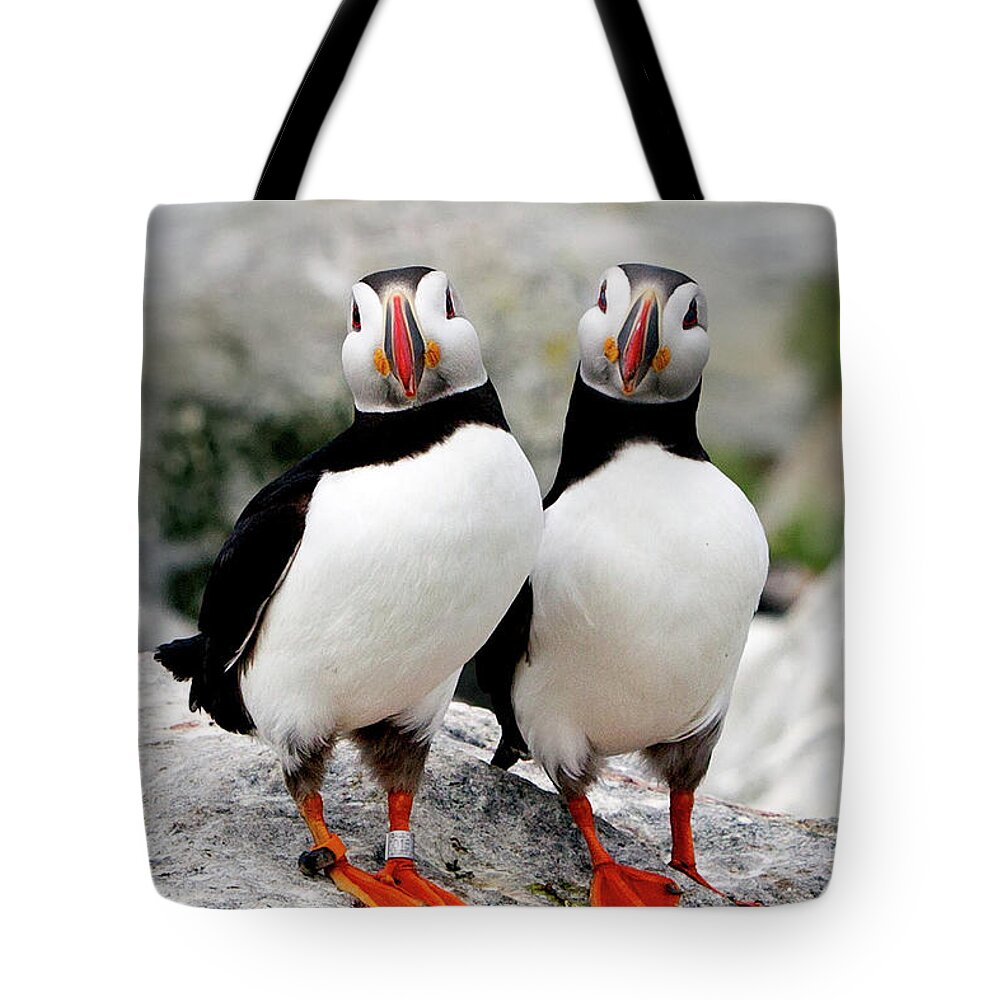 Animal Themes Tote Bag featuring the photograph Pair Of Puffins by Betty Wiley