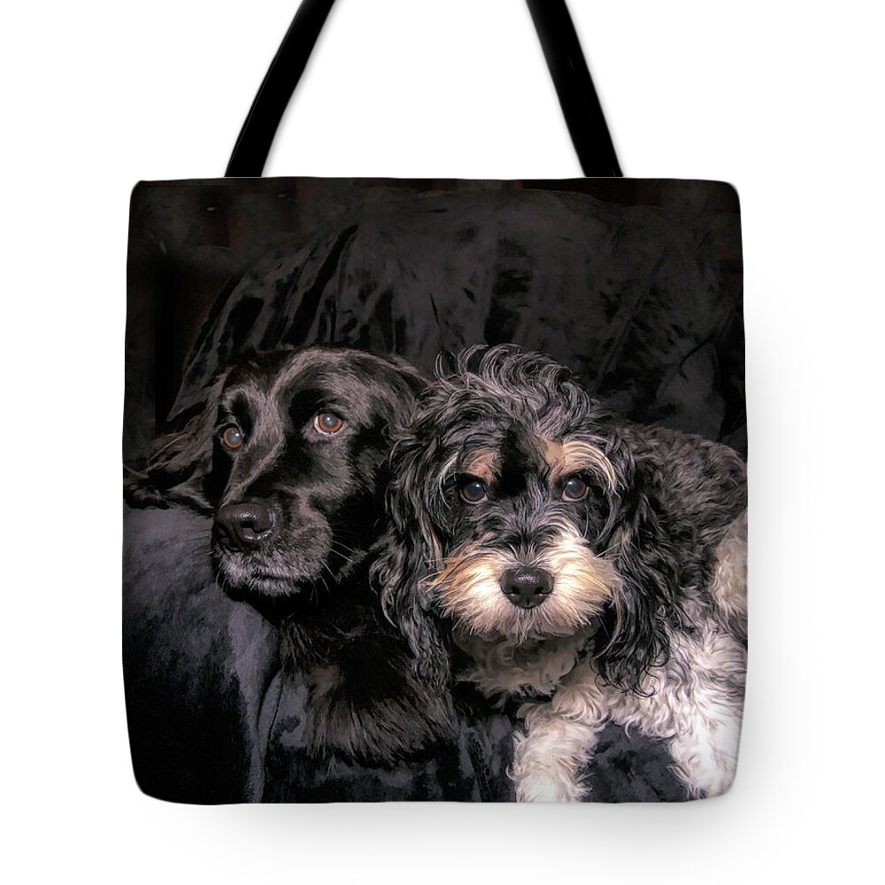 Cavapoo Tote Bag featuring the photograph Pampered Pets by Amy Dundon
