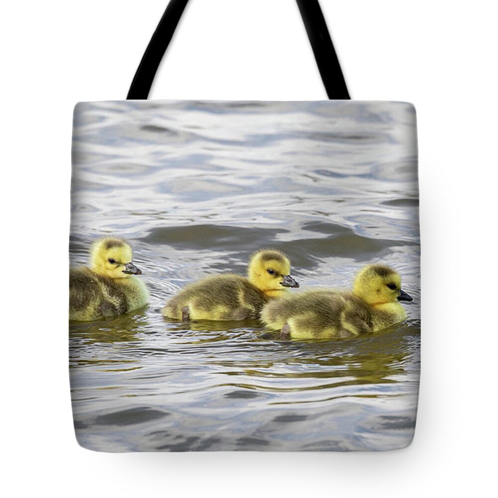 Goose Tote Bag featuring the photograph Panorama of Goslings on the Water by Tony Hake