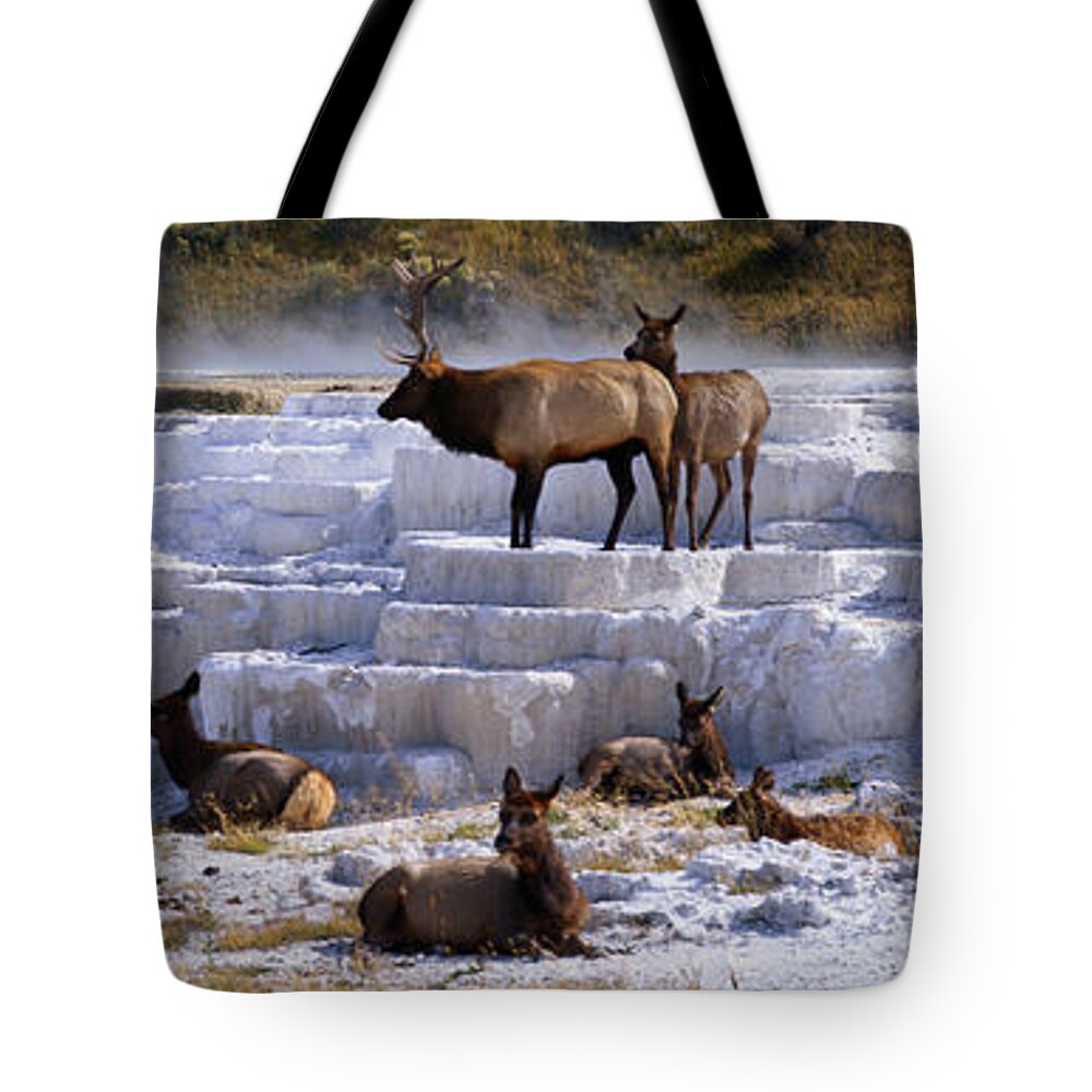 Panoramic Tote Bag featuring the photograph Panoramic Scene Of Elk In Winter by Robert Glusic