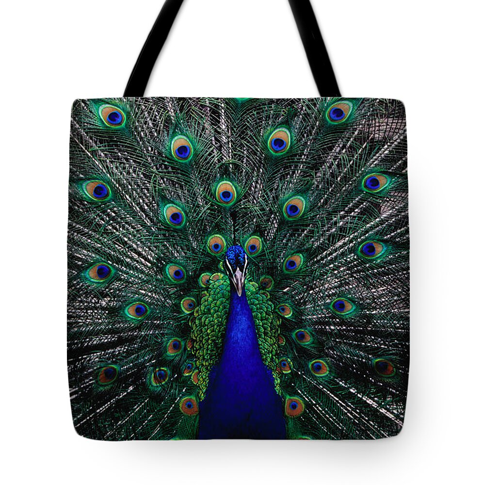 Quito Tote Bag featuring the photograph Peacock In Full Display, Quito by Richard I'anson