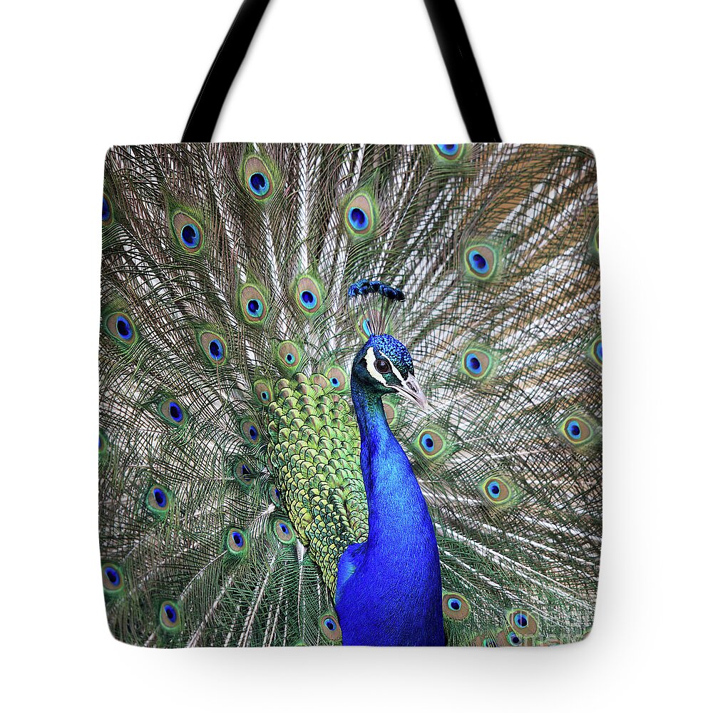 Peacock Tote Bag featuring the photograph Peacock Portrait by Maria Gaellman