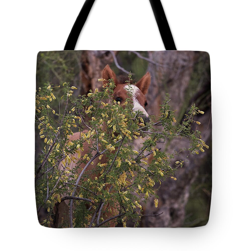 Foal Tote Bag featuring the photograph Peek-A-Boo by Shannon Hastings