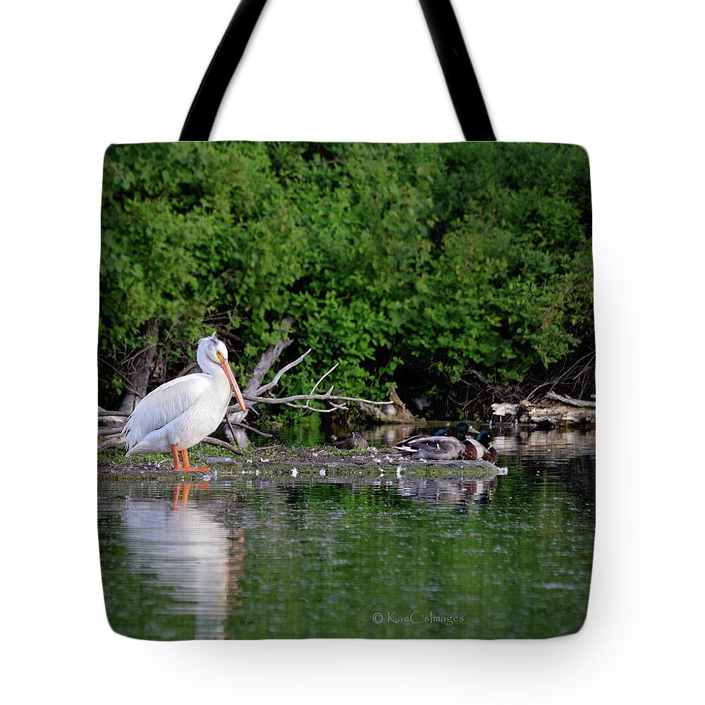 Pelican Tote Bag featuring the photograph Pelican and Friends by Kae Cheatham