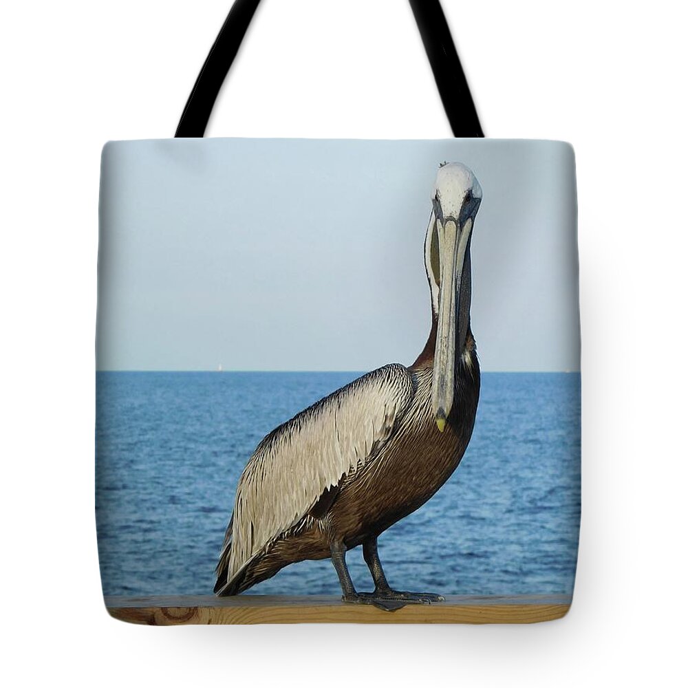Birds Tote Bag featuring the photograph Pelican Portrait I by Karen Stansberry
