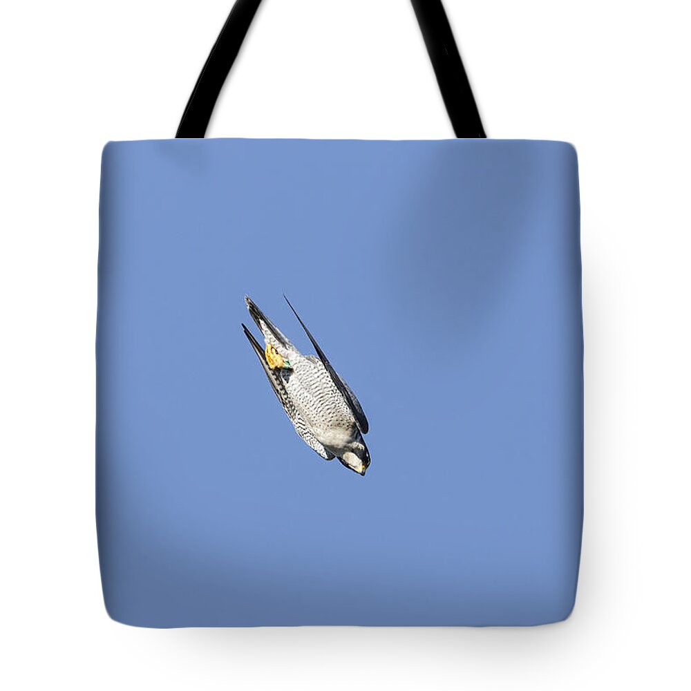 American Wildlife Tote Bag featuring the photograph Peregrine Falcon Diving by James Zipp