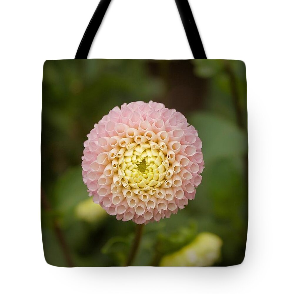 Dahlia Tote Bag featuring the photograph Petite Pink by Brian Eberly