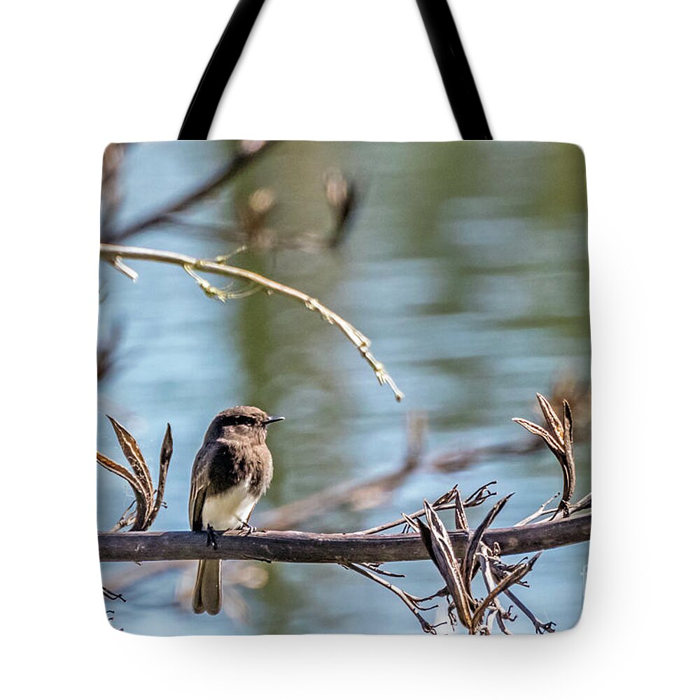 Black Phoebe Tote Bag featuring the photograph Phoebe by Kate Brown