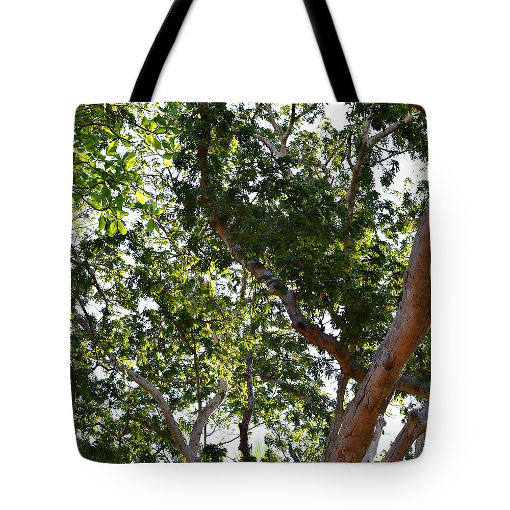 Tree Tote Bag featuring the photograph Photo 66 Tropical Trees by Lucie Dumas