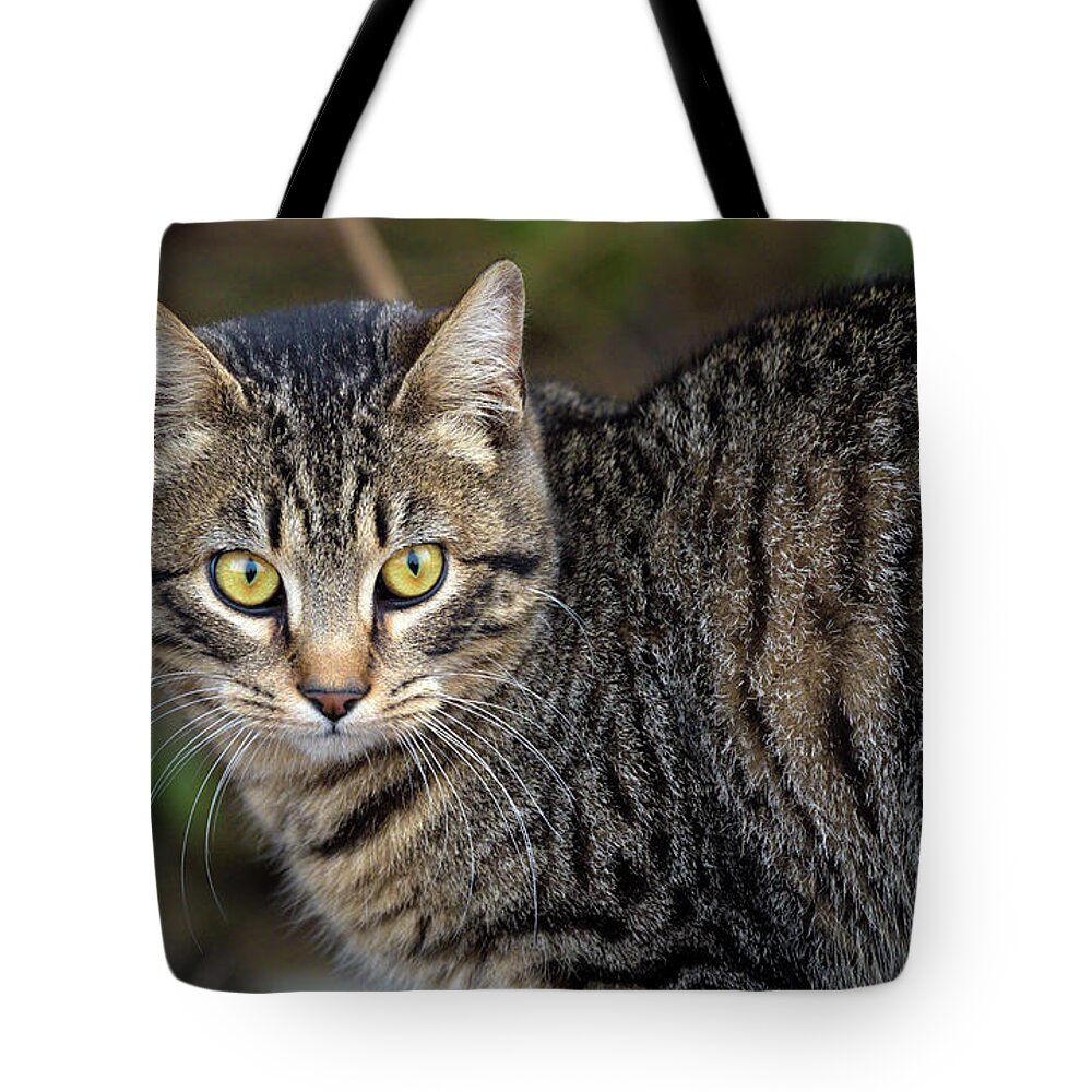 Cat Tote Bag featuring the photograph Piercing Eyes by Sam Rino