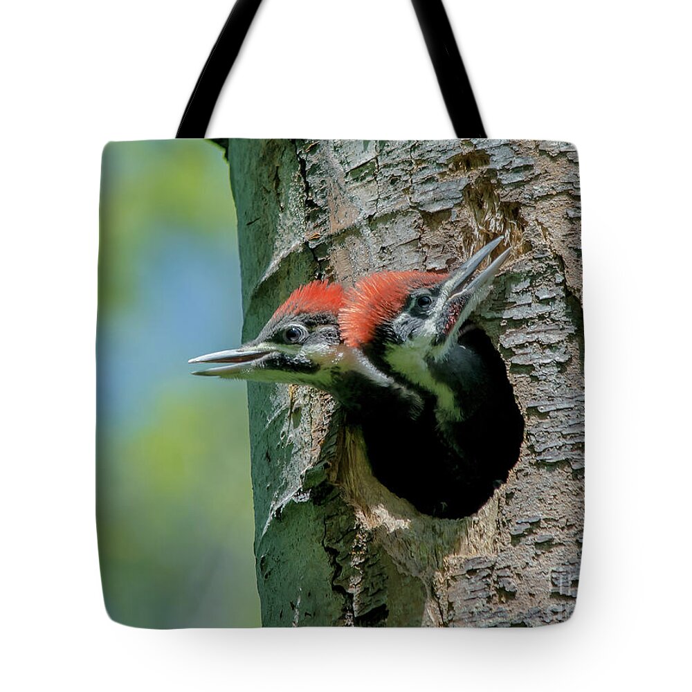 Cheryl Baxter Photography Tote Bag featuring the photograph Pileated Woodpecker Chicks by Cheryl Baxter