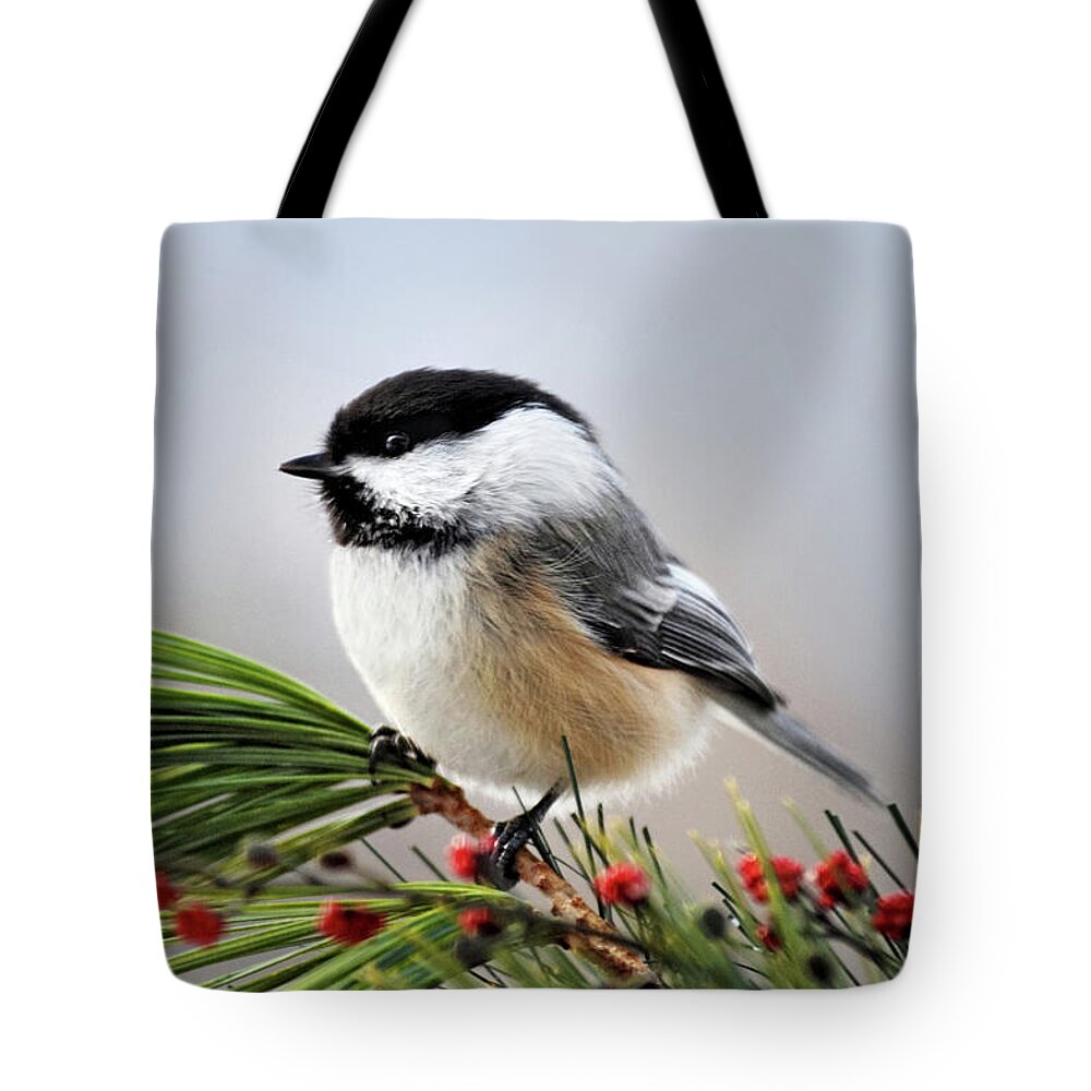 Chickadee Tote Bag featuring the photograph Pine Chickadee by Christina Rollo