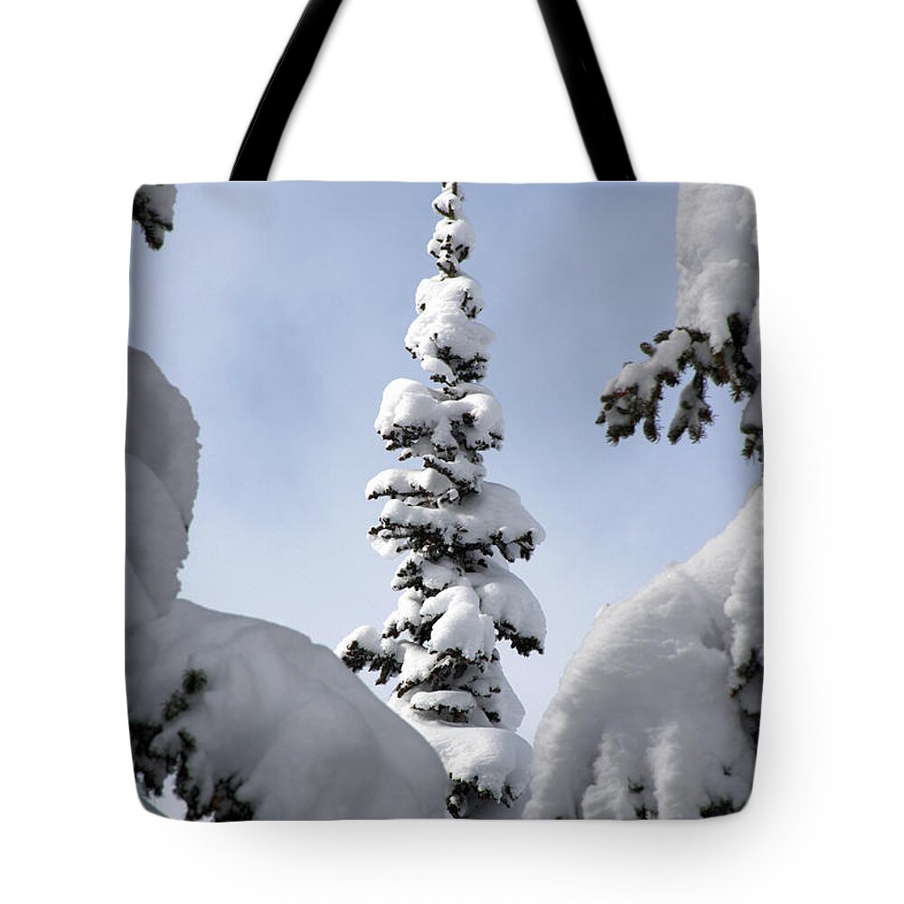 Snow Tote Bag featuring the photograph Pine Framed in Powder by Brett Pelletier