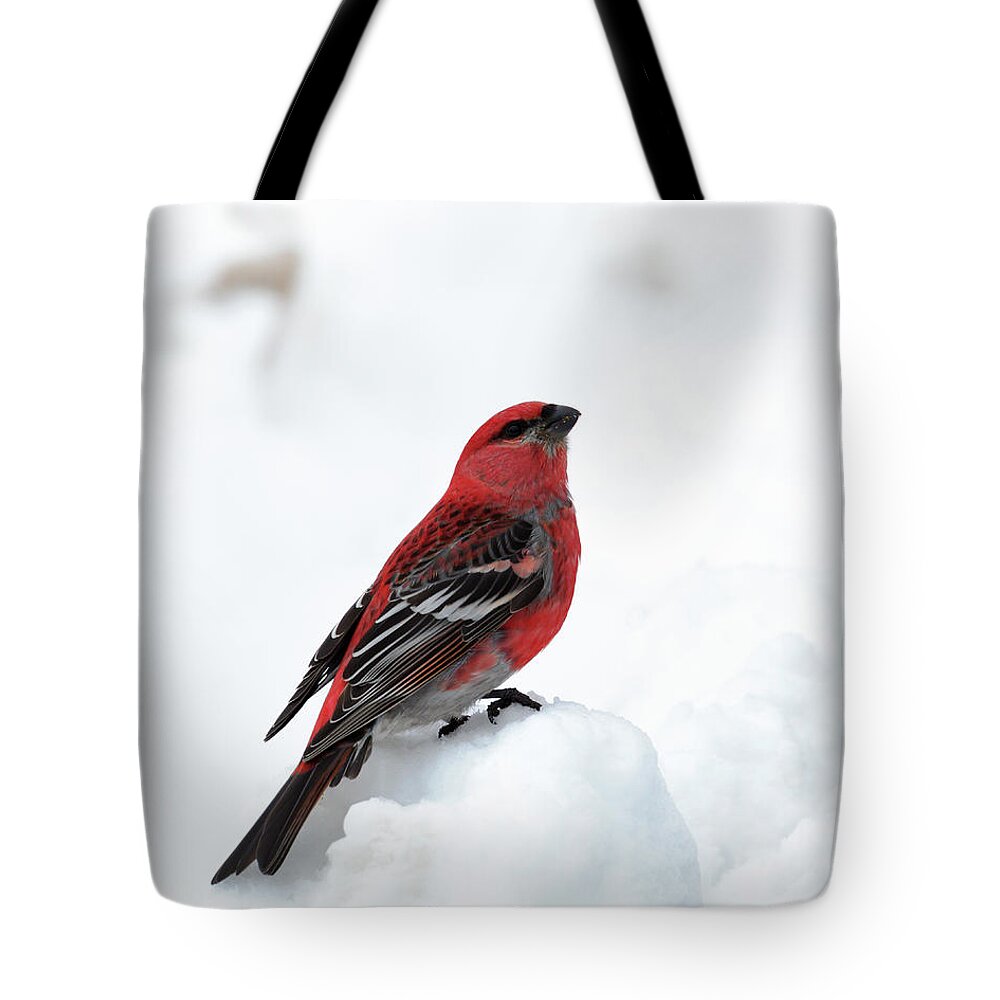 Pine Grosbeak Tote Bag featuring the photograph Pine Grosbeak in the Snow by Susan Rissi Tregoning