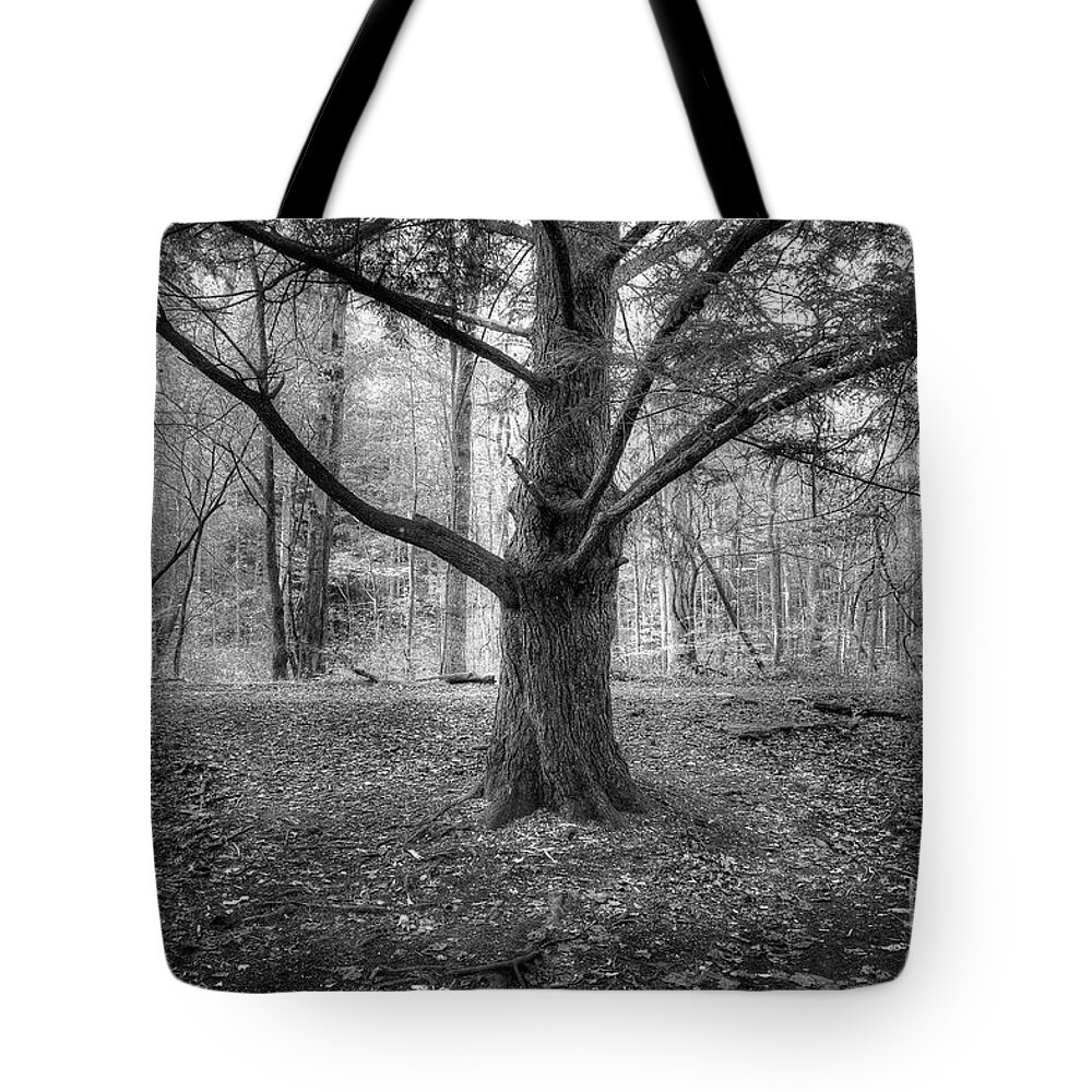 Pine Tree Tote Bag featuring the photograph Pine Tree by Mike Eingle