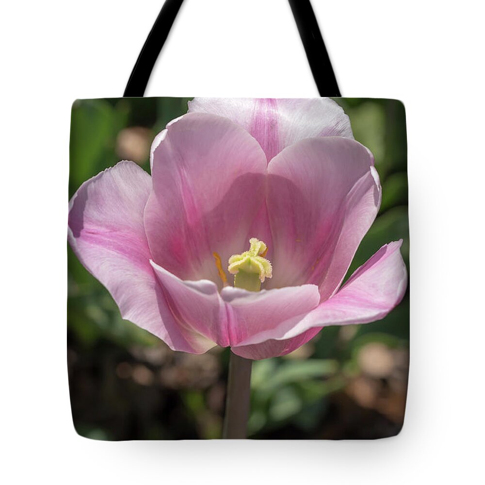 Tulip Tote Bag featuring the photograph Pink-and-White Tulip by Dawn Cavalieri
