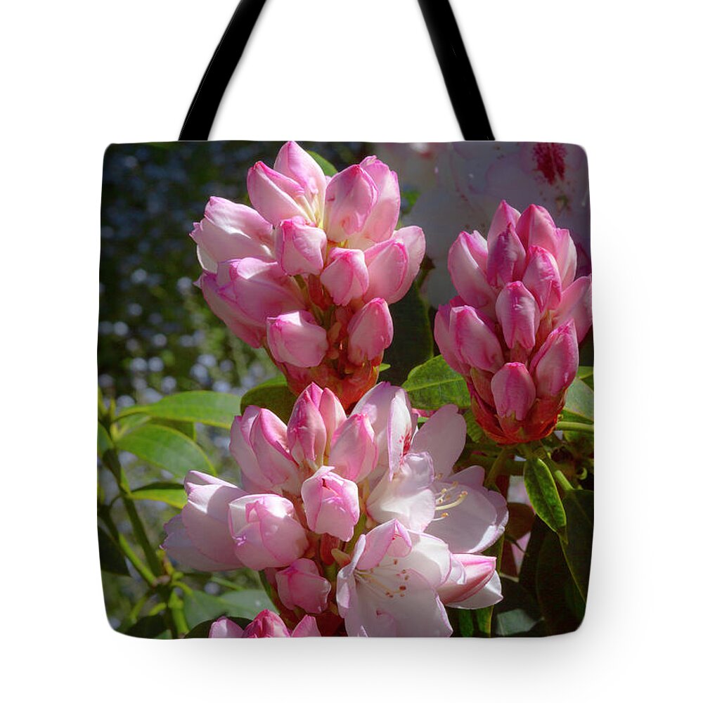 Pink Budding Rhododendron Tote Bag featuring the photograph Pink Budding Rhododendron by Bonnie Follett