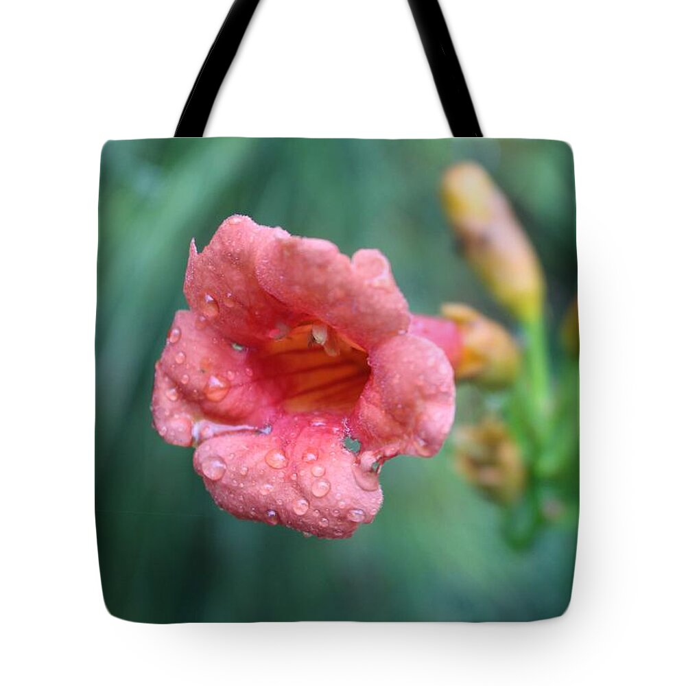 Pink Tote Bag featuring the photograph Pink Four O Clock by Christopher Lotito