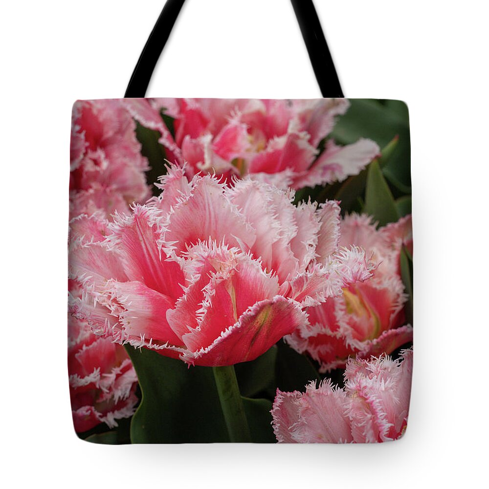 Flowers Tote Bag featuring the photograph Pink Fringe Tulips by Louis Dallara