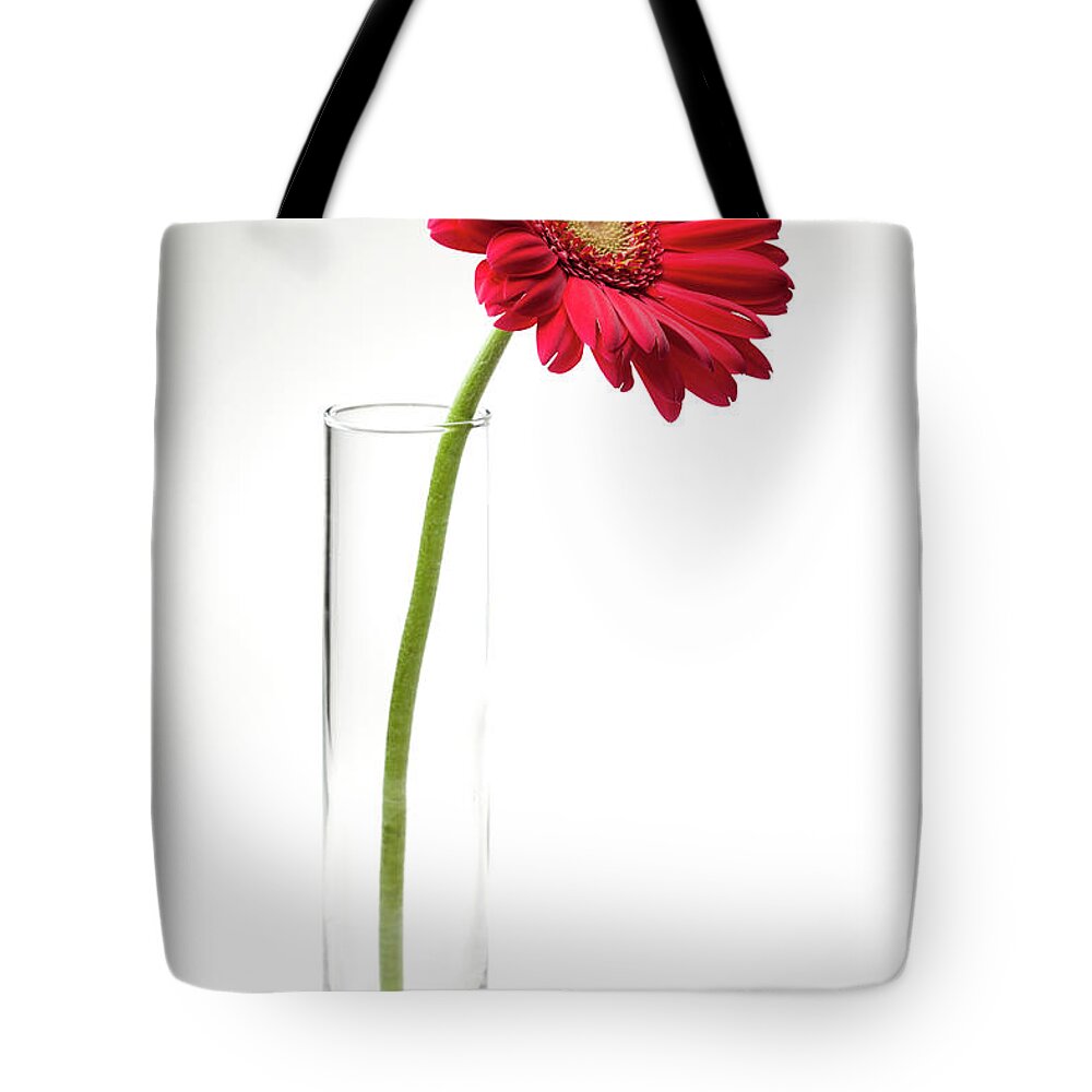 White Background Tote Bag featuring the photograph Pink Gerbera Daisy In A Glass Vase by Jill Fromer