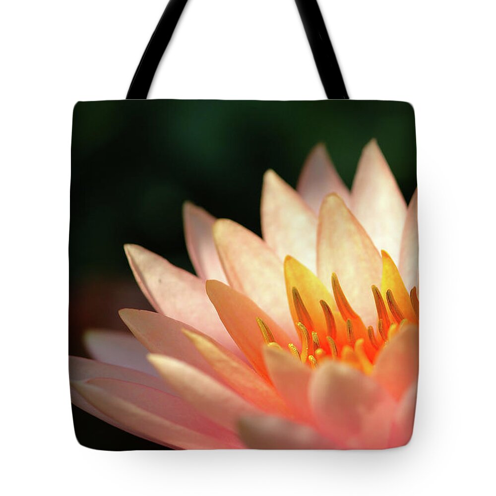 Flowerbed Tote Bag featuring the photograph Pink Lotus by Pailoolom