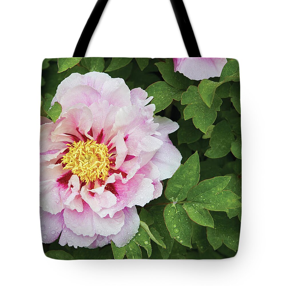 Flowers Tote Bag featuring the photograph Pink Peony by Garden gate magazine