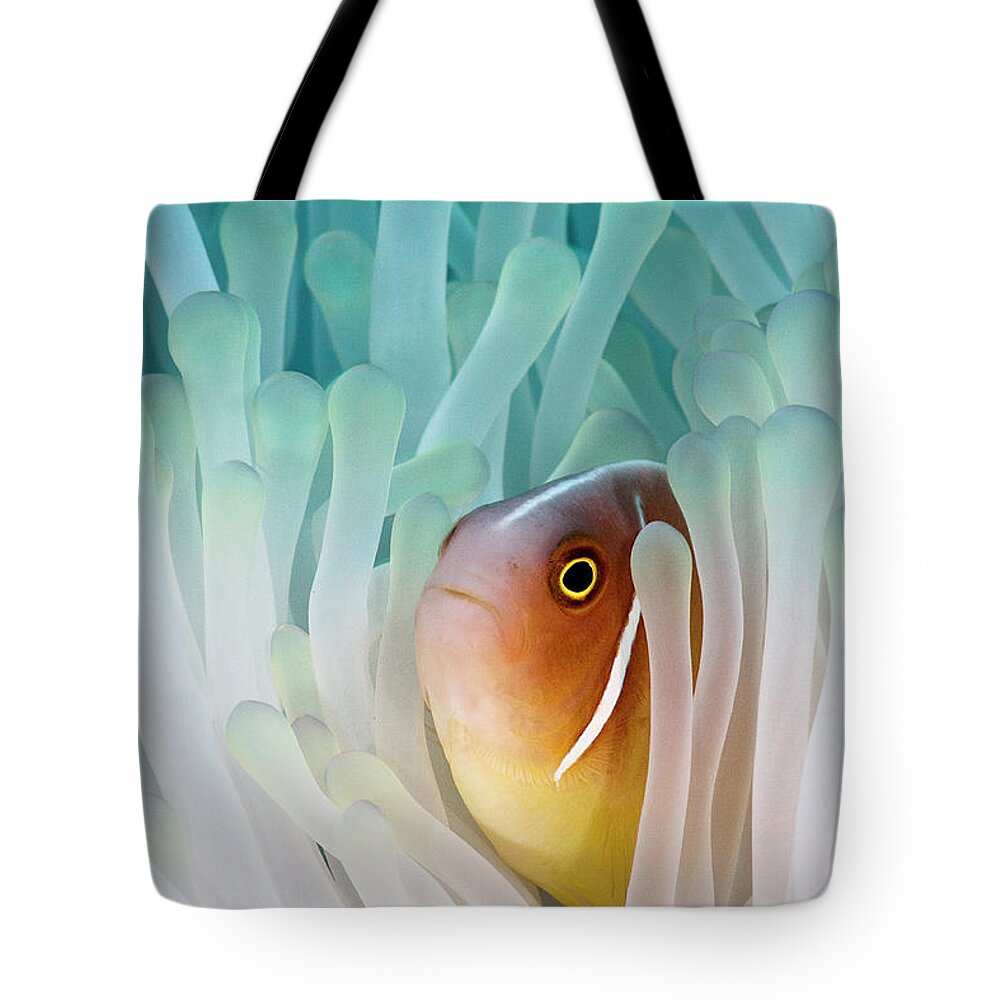 Underwater Tote Bag featuring the photograph Pink Skunk Clownfish by Liquid Kingdom - Kim Yusuf Underwater Photography
