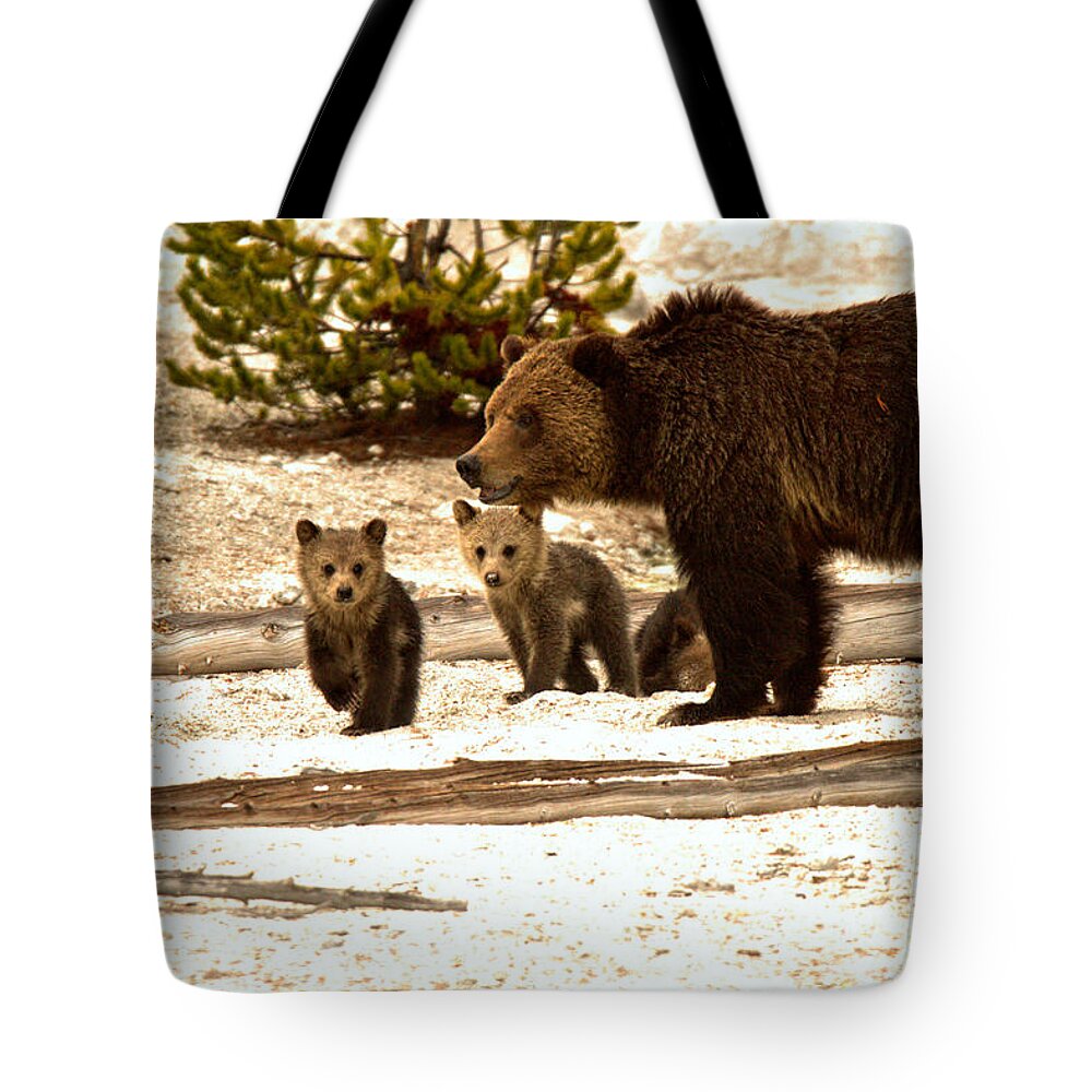 Grizly Bear Tote Bag featuring the photograph Playful Grizzly Bear Family At Roaring Mountain by Adam Jewell