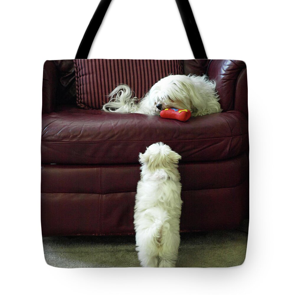 White Tote Bag featuring the photograph Please, Can I by C Winslow Shafer