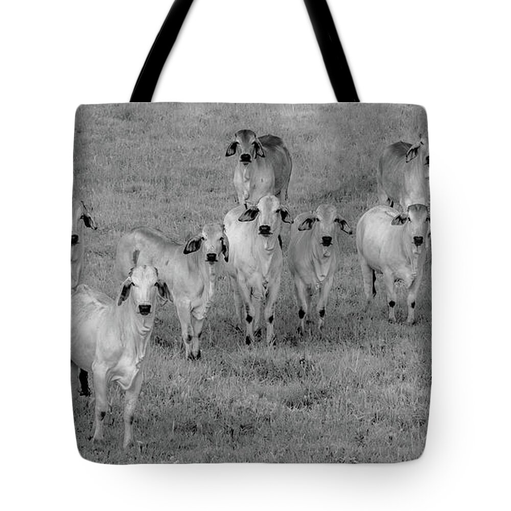 Tennessee Tote Bag featuring the photograph Please Tell Me You Brought Breakfast, Infrared by Marcy Wielfaert