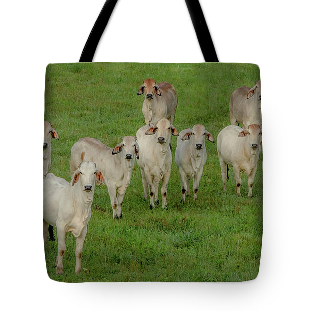 Tennessee Tote Bag featuring the photograph Please Tell Me You Brought Breakfast, Soft Color by Marcy Wielfaert