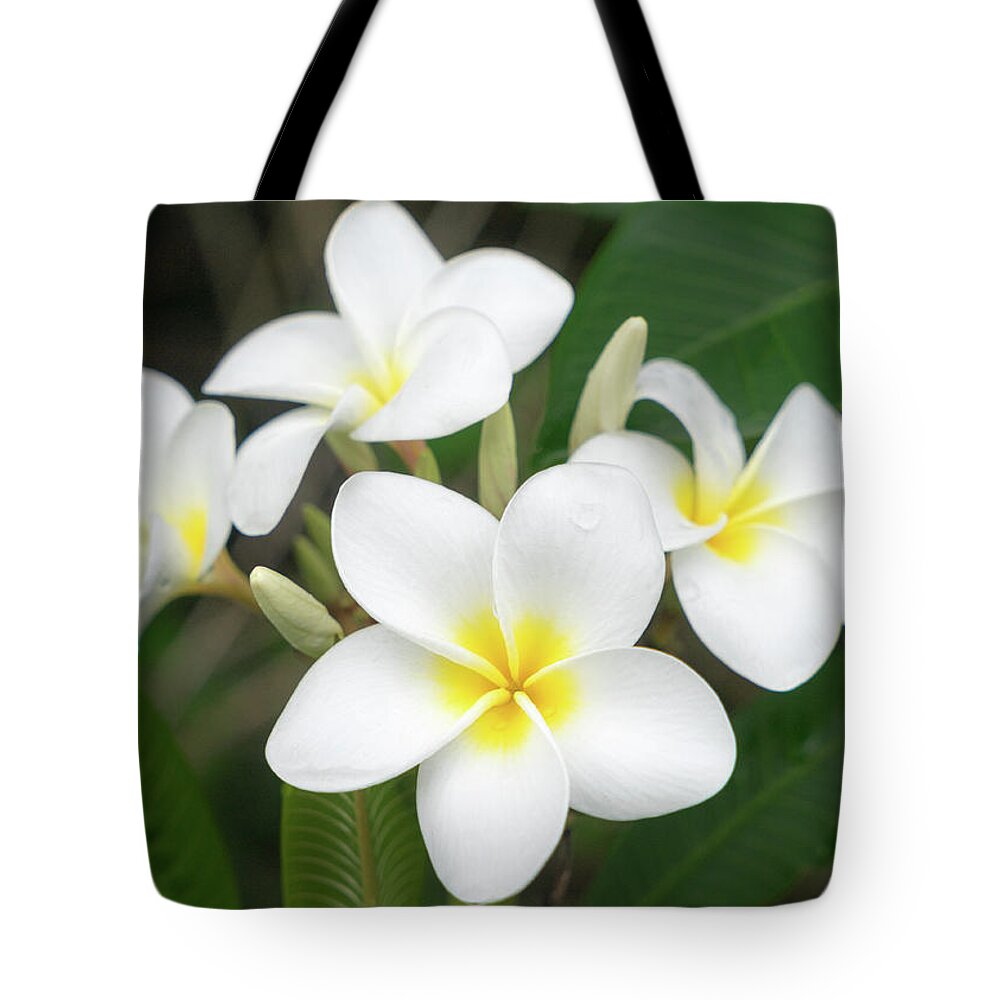 Flowers Tote Bag featuring the photograph Pleasing Plumeria by Denise Bird
