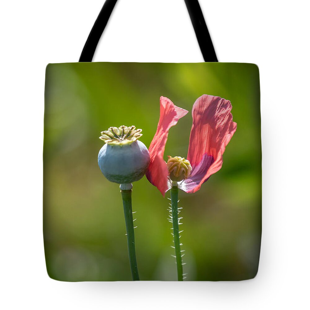 Poppies Tote Bag featuring the photograph Pleasures Are Like Poppies by Holly Ross