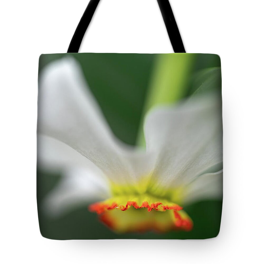 Bloom Tote Bag featuring the photograph Poet's Daffodil by Robert FERD Frank