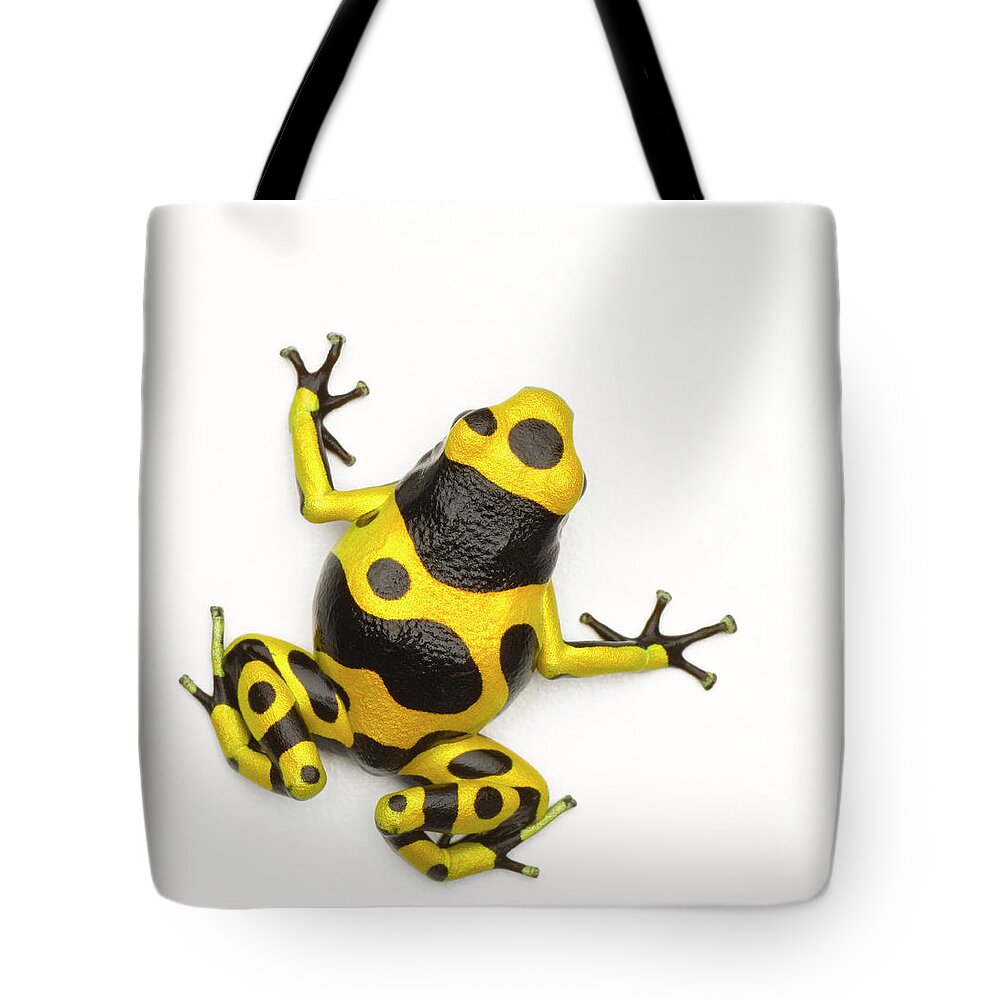 White Background Tote Bag featuring the photograph Poison Dart Frog by Don Farrall