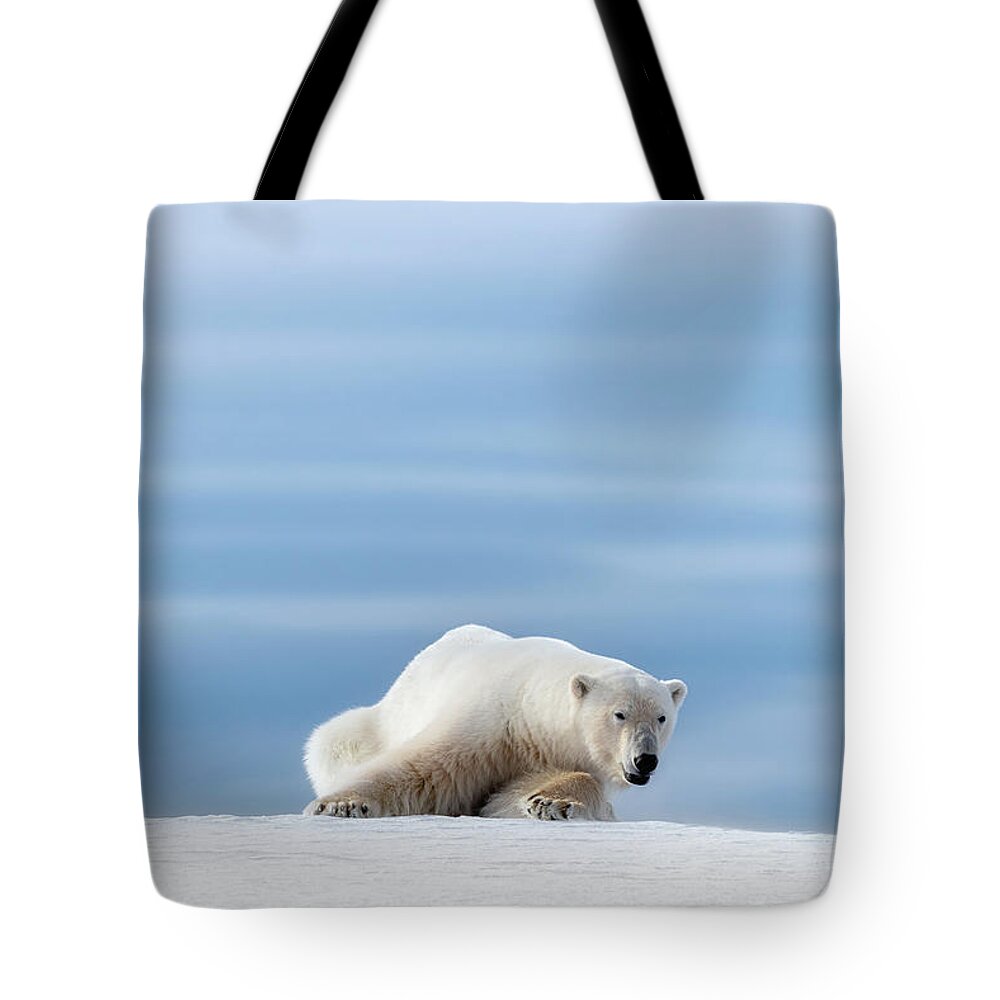 Polar Tote Bag featuring the photograph Polar bear crouching on the frozen snow of Svalbard by Jane Rix