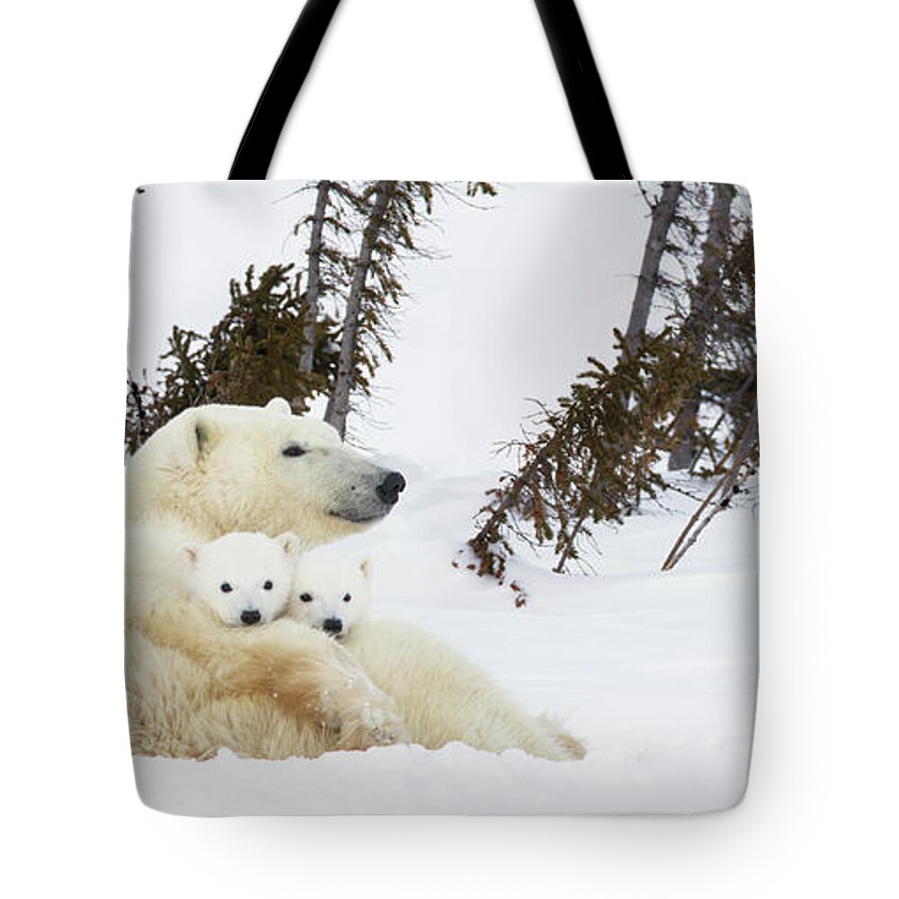 Bear Cub Tote Bag featuring the photograph Polar Bear Ursus Maritimus Sow And Two by Richard Wear / Design Pics