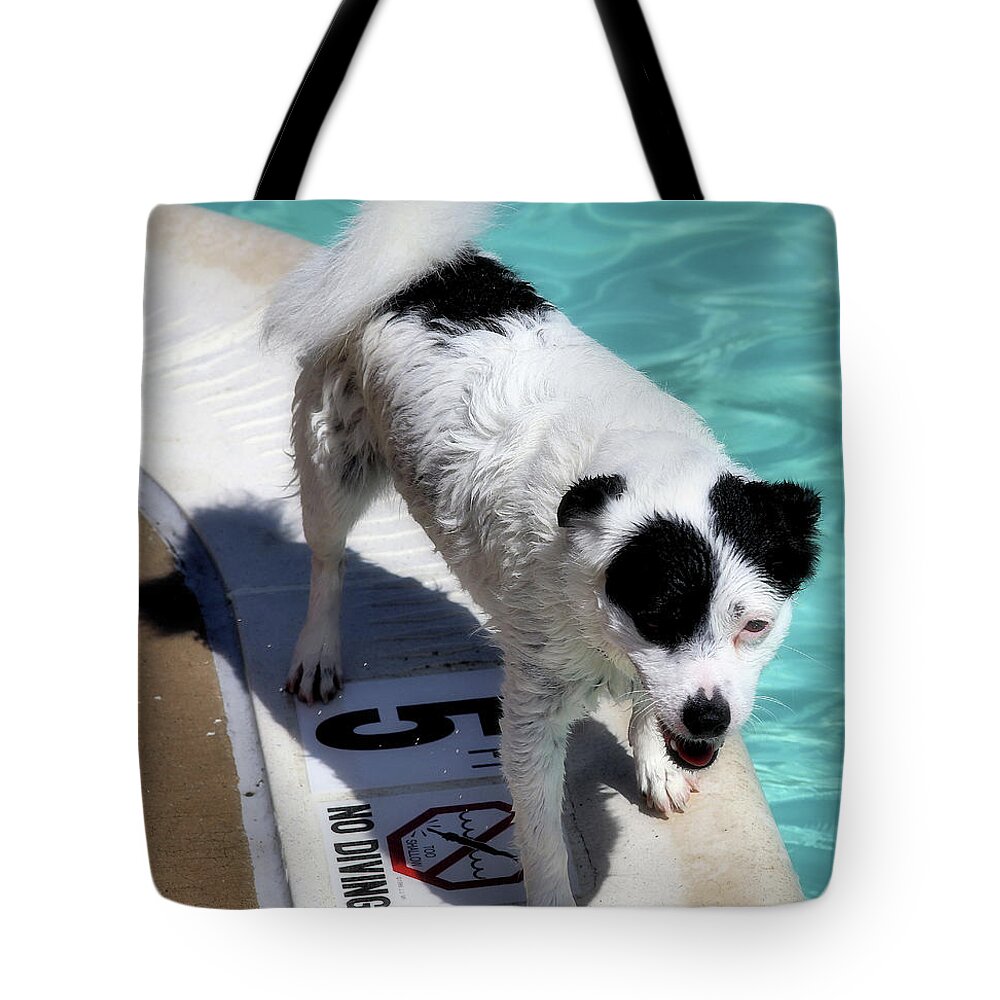 Jack Russell Tote Bag featuring the photograph Pool Director Too by Robert McCubbin