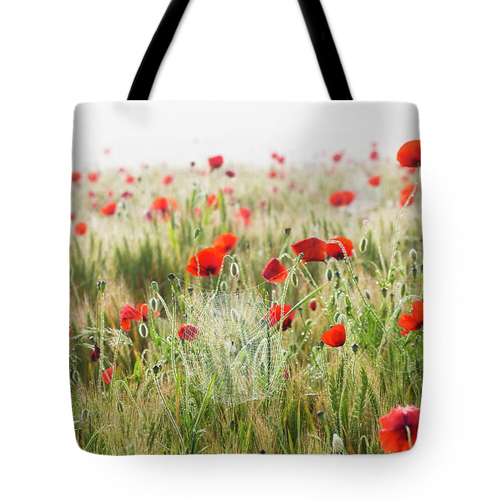 Tranquility Tote Bag featuring the photograph Poppies And Cobweb Early Morning by Peter Adams