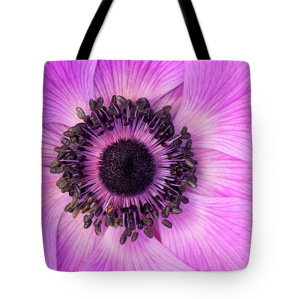 Flowers Tote Bag featuring the photograph Poppy Anemone by Patty Colabuono
