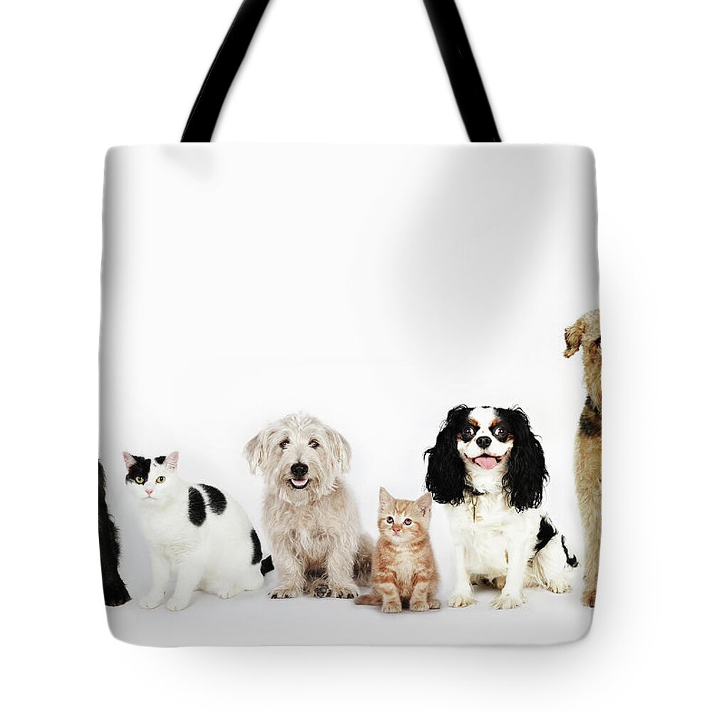 Pets Tote Bag featuring the photograph Portrait Of Cats And Dogs Sitting by Flashpop