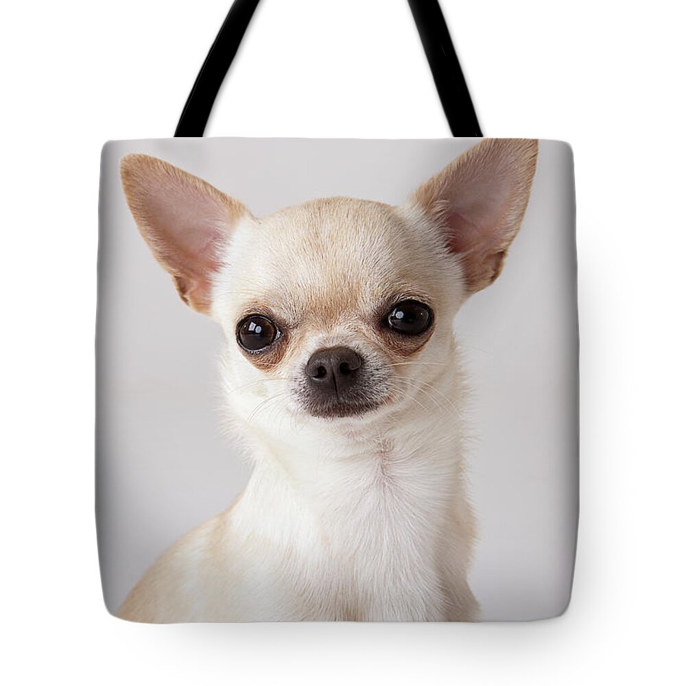 Chihuahua Shopping Bag Dog Ladies Reusable Tote Shopper Handbag Short Hair  KDT60