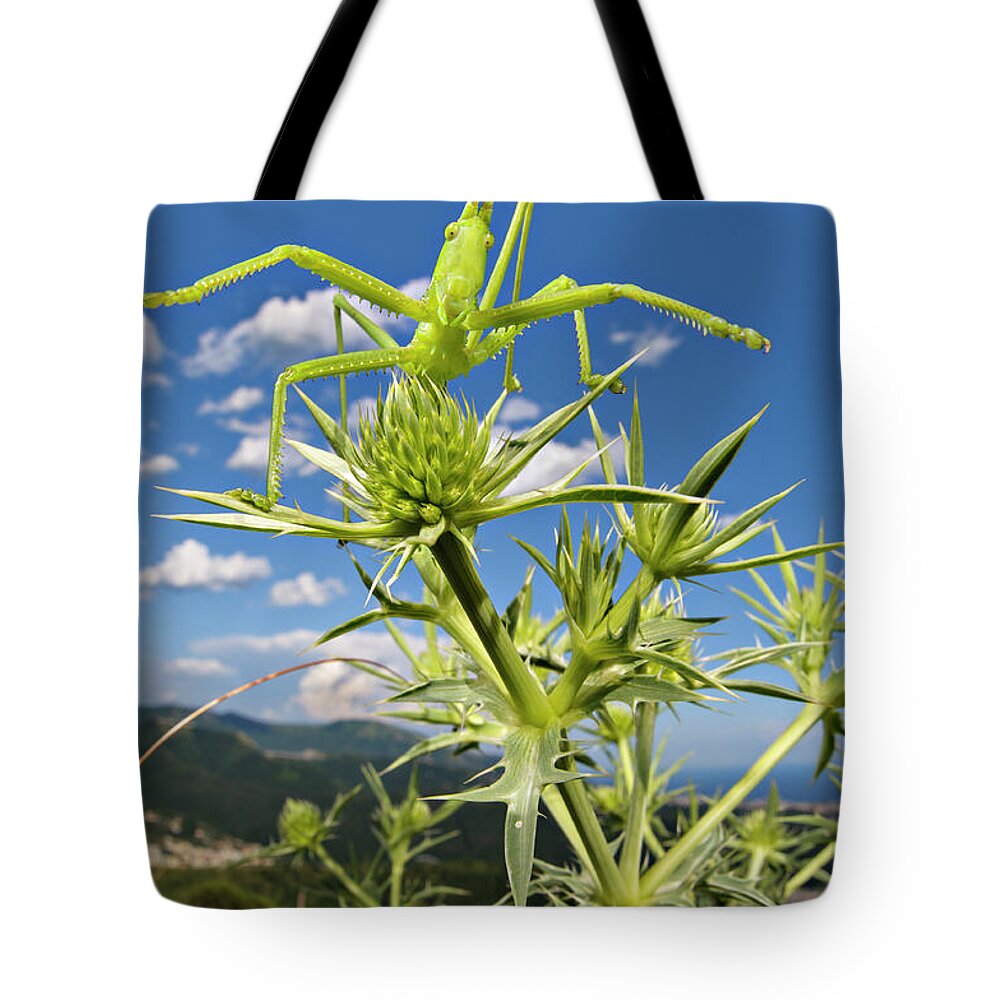Orthoptera Tote Bags