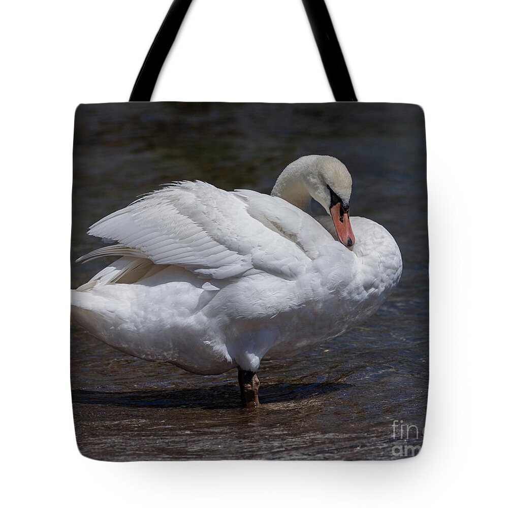 Photography Tote Bag featuring the photograph Preening Swan by Alma Danison