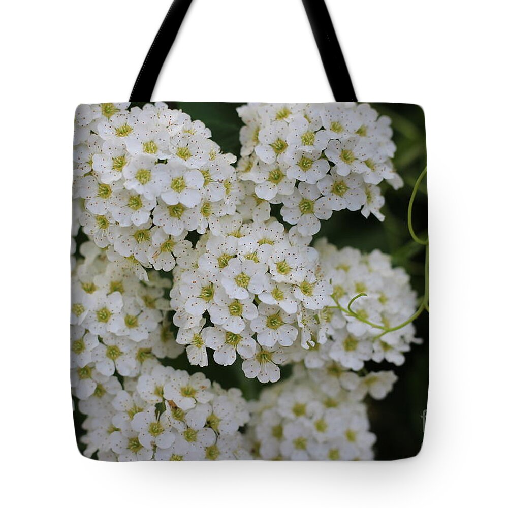 Pretty In White Tote Bag featuring the photograph Pretty In White by Barbra Telfer