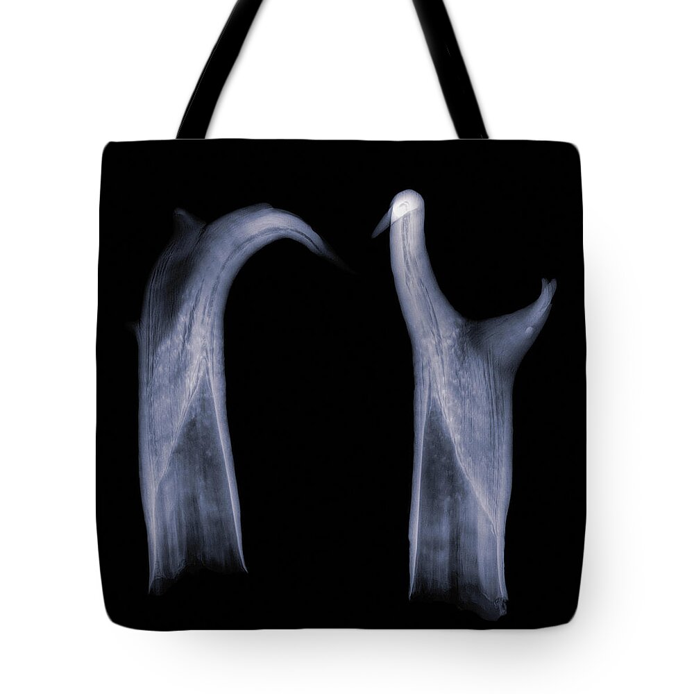 Kansas Tote Bag featuring the photograph Pronghorn x-ray 03 by Rob Graham